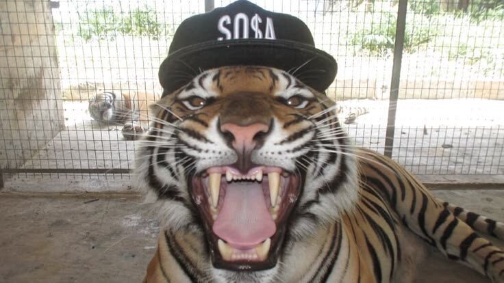 Tigre rugiendo con gorra de SOSA